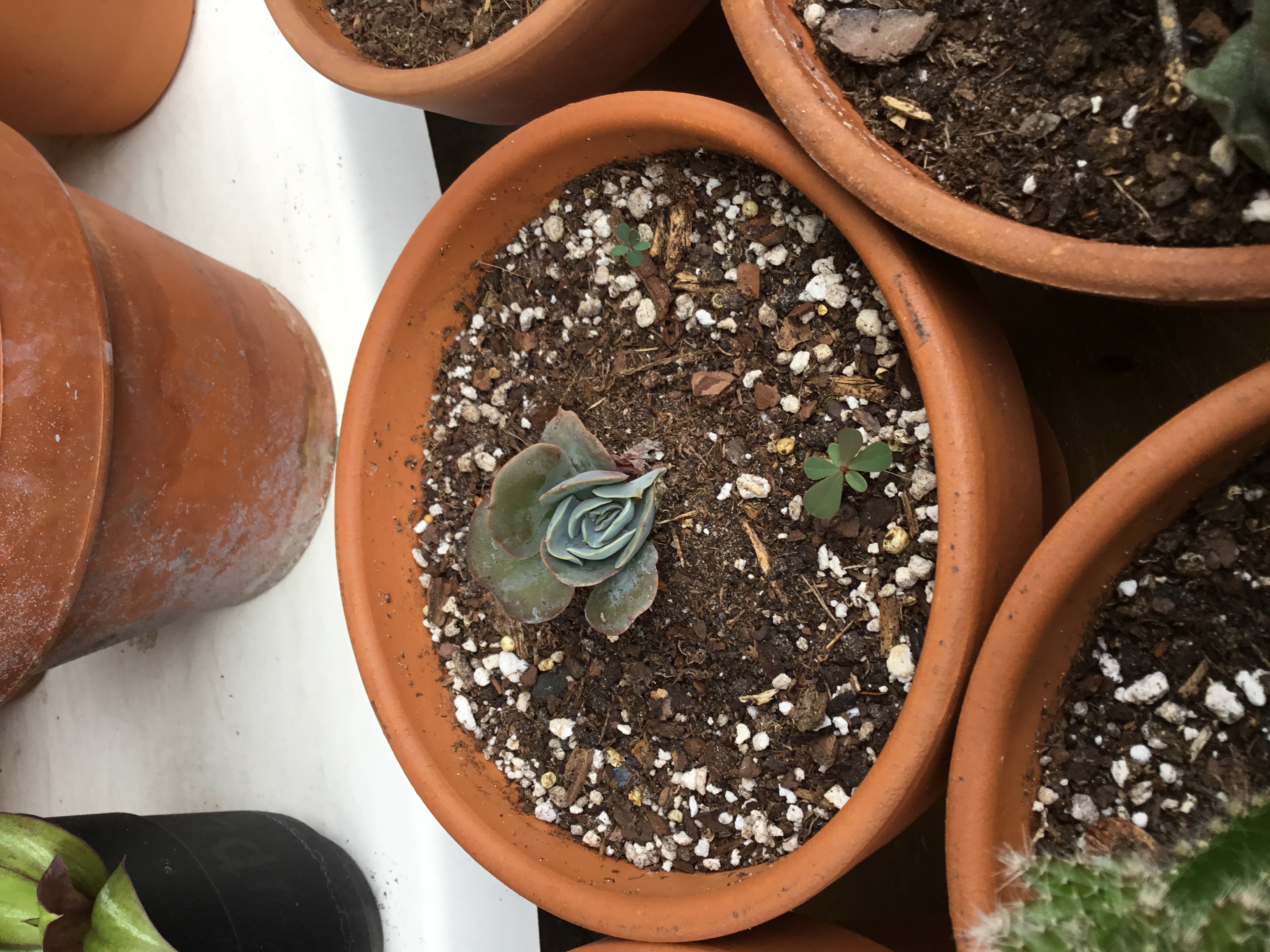 Misc Echeveria (1).jpg